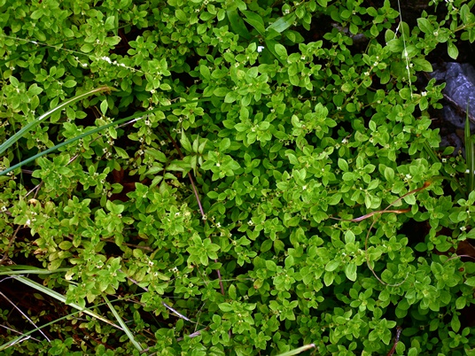 {Ludwigia microcarpa}
